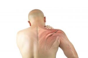 bjj shoulder muscle injury