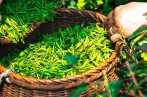 Benefits of Green tea
